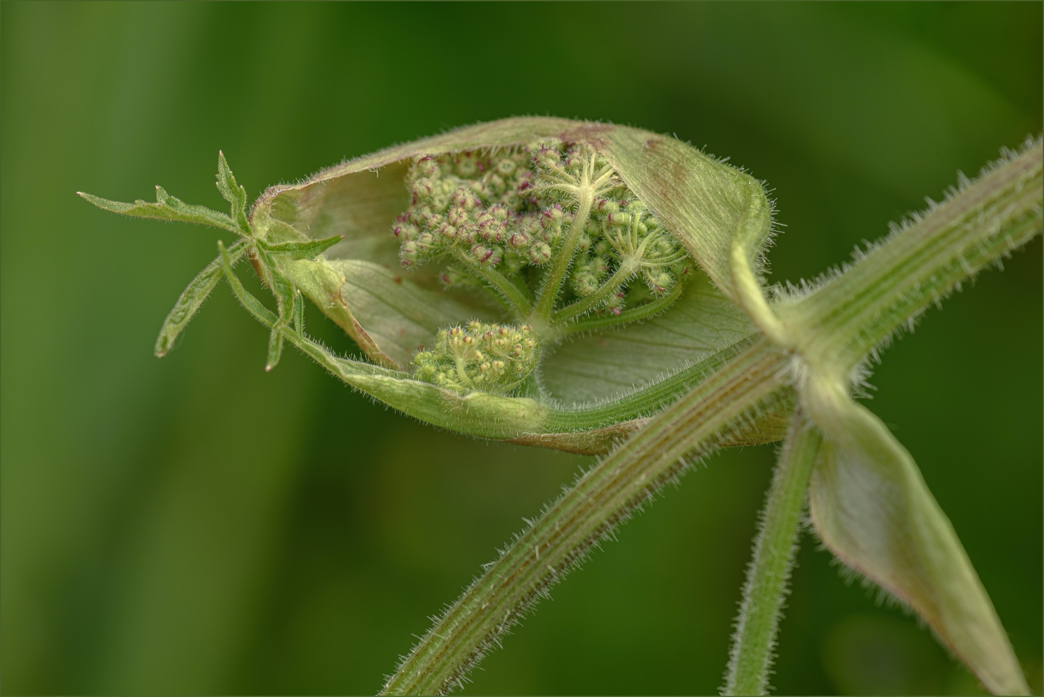Macro   bijlijbos2